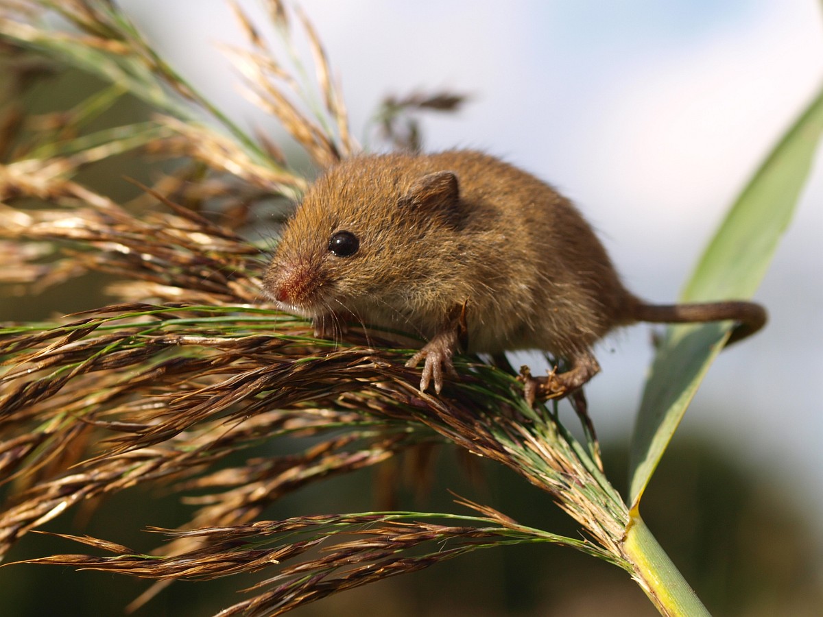 Micromys Minutus Harvest Mouse